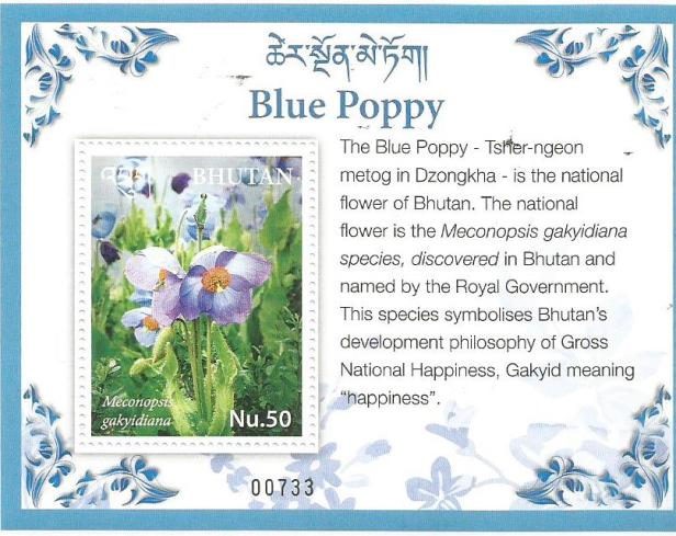 BHUTAN BLUE POPPY MS