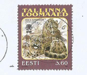 ESTONIA - TALLINN ZOO -SNOW LEOPARD
