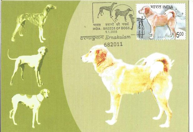 INDIA MC HIMALAYAN SHEEP DOG