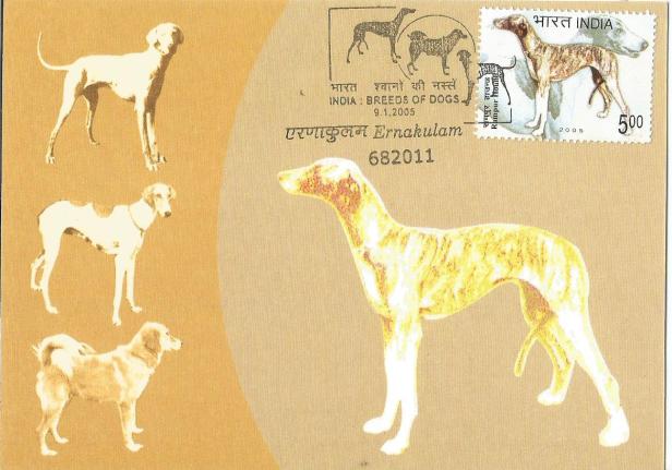 INDIA MC MUDHOL HOUND