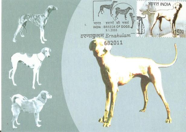 INDIA MC RAJAPALAYAM