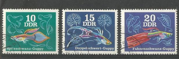 GDR GUPPY 1