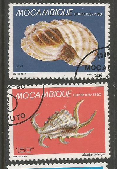MOZAMBIQUE SEA SHELLS 1