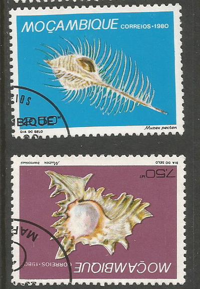 MOZAMBIQUE SEA SHELLS 2