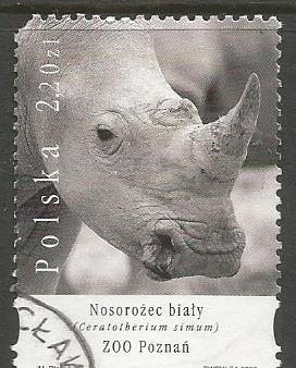 POLAND RHINO