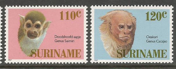 SURINAME MONKEYS 2