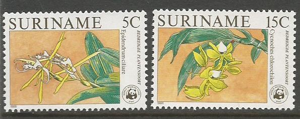 SURINAME ORCHIDS 1