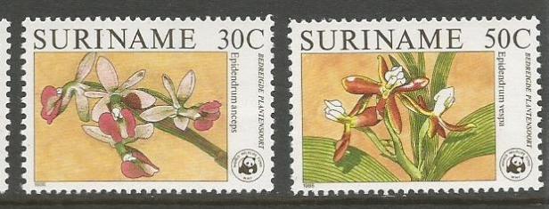 SURINAME ORCHIDS 2