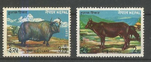 NEPAL CATTLE