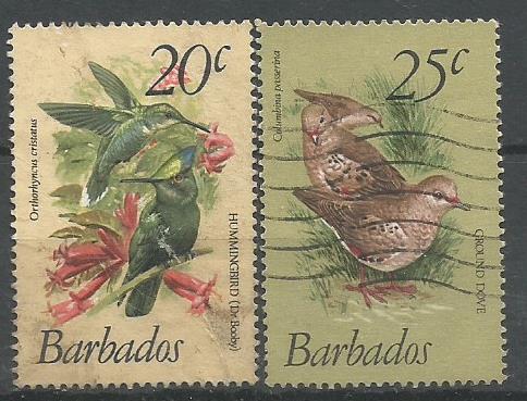 BARBADOS BIRDS 2