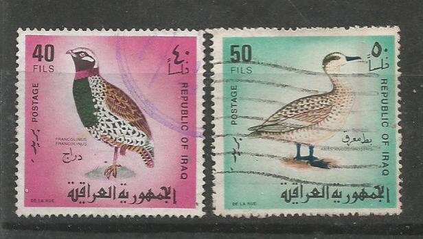IRAQ BIRDS 3