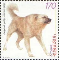 Armenia Dog