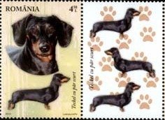 Romania Dachshund