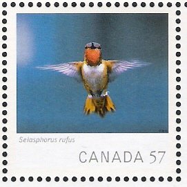 canada rufus hbird